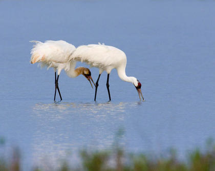 Whooping Cranes Feeding on Crabs
