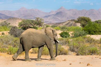 _F5U8594 Desert-adapted Elephant, Damaraland