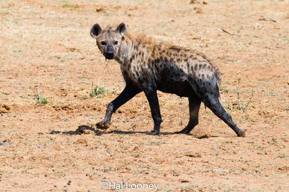 _F5U6520 Spotted Hyena