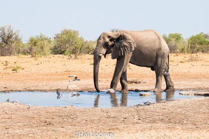 _F5U6550 Bull Elephant at Water Hole