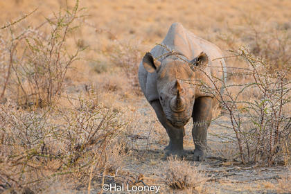 _F5U8130 Black Rhinoceros