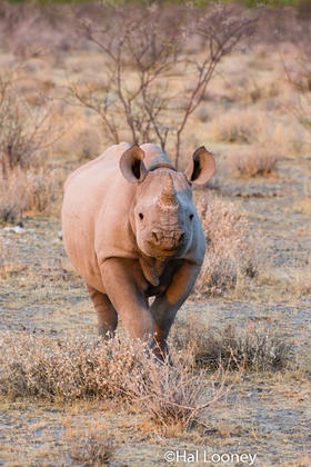 _F5U8210 Young Black Rhinoceros