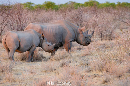 _F5U8229 Black Rhinoceros Mom and Young