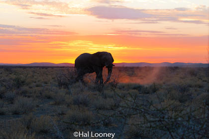 _F5U8244 Elephant at Sunset