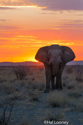 _F5U8259 Elephant at Sunset, Etosha