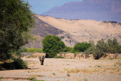 _F5U8871 Desert-adapted Elephant, Damaraland
