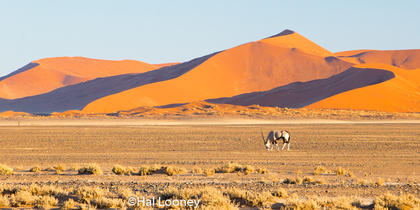 _F5U9137 Red Dunes, Oryx