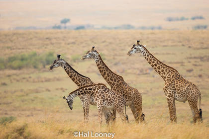 _F5U1496 Giraffe Family
