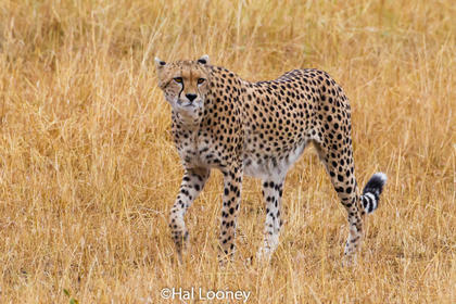 _59E2296 Female Cheetah
