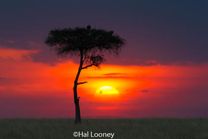_F5U3014 Sunset in the Mara