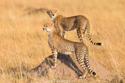 _F5U3097 Young Cheetah, First Hunt