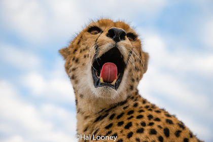 _F5U3968 Female Cheetah Close-up