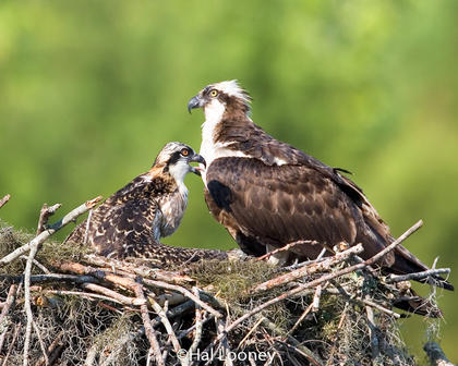 Osprey and Young on Nest