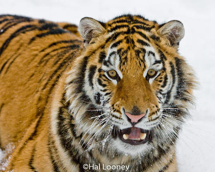 Tiger in Winter 2