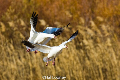 _036 Snow Geese Landing