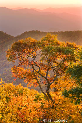 Oak in Glow, Smoky Mountains
