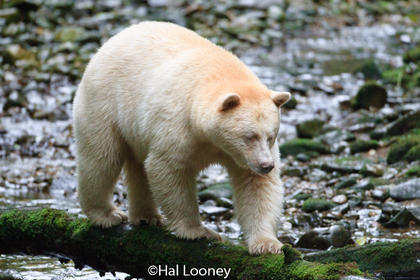 Spirit Bear, Great Bear Rainforest (2}