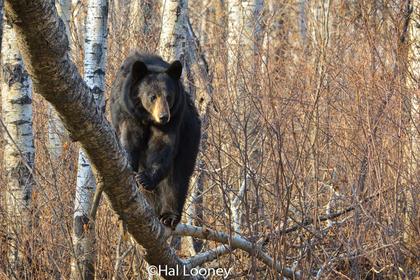 Black Bear, Riding Mountain, Manitoba