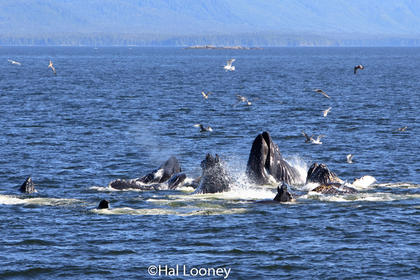 Bubble Net Feeding, Humpback Whales, Prince Rupert 2
