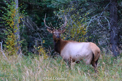 Bull Elk, Prince Albert NP, Saskatchewan