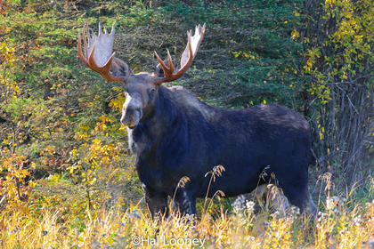 Bull Moose, Jack Creek,  Riding mountain