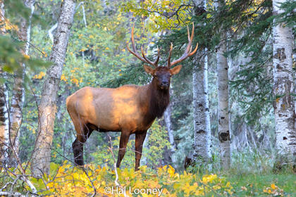 Elegant Bull Elk, Prince Albert Park, Saskatchewan