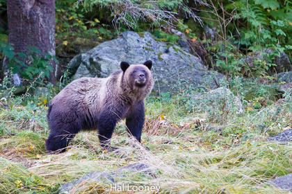 Grizzly, Mussel Inlet, Great Bear Rainforest, BC (2)
