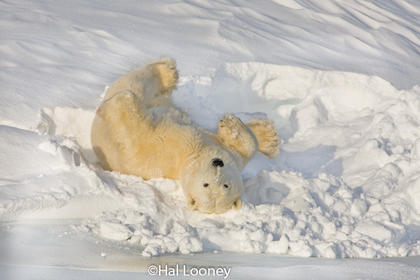 Polar Bear at Play, Churchill, Manitoba