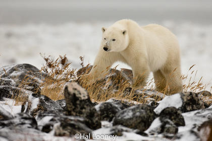 Polar Bear on Rocks, Hudson Bay, Manitoba 2