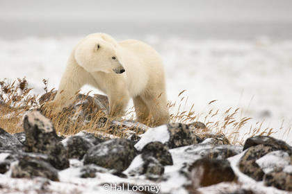 Polar Bear on Rocks, Hudson Bay, Manitoba