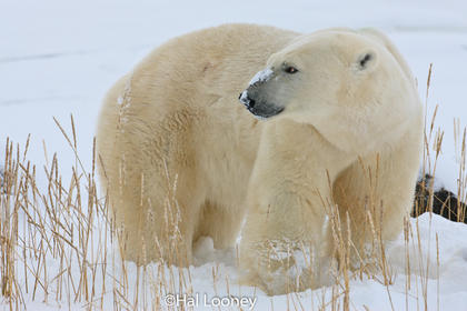 Polar Bear, Winter, Hudson Bay