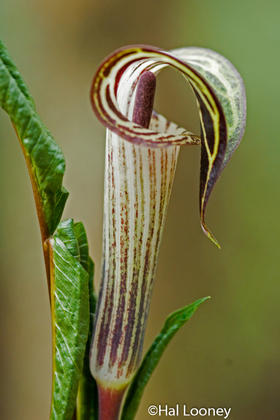 Jack-in-the-pulpit, Macro, Pearson's Falls