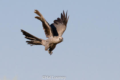 Go Away Bird_Namibia
