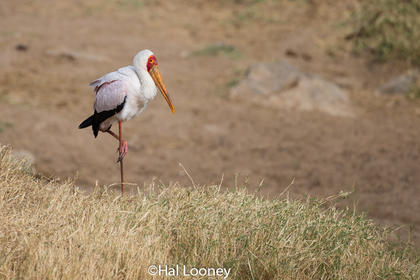 Stork_Kenya