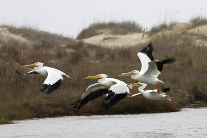 White Pelicans Flight_084
