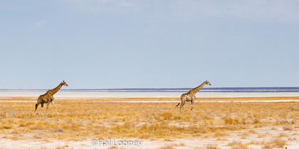 _F5U6900 Giraffe Journey