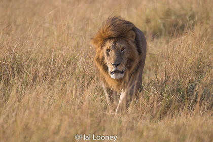 F5U3424 Black Mane Lion Hunt