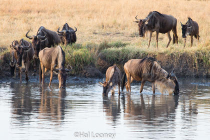 F5U3737 Wildebeest at Watering Hole