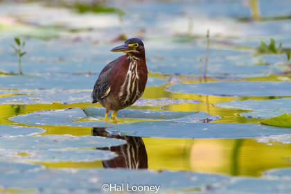 Green Heron in Reflection
