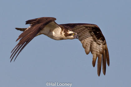 Osprey Flight