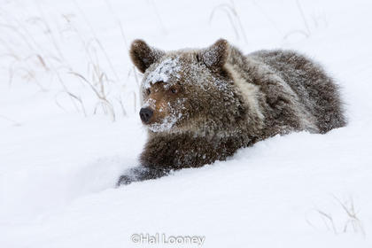 Grizzly Cub in Deep Snow