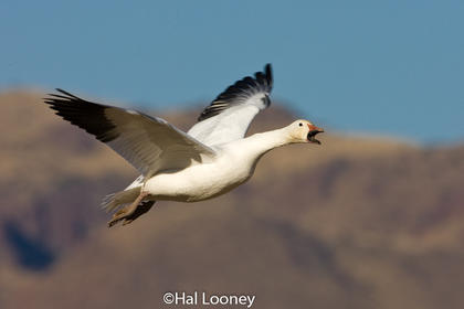 _017 Snow Goose Takeoff