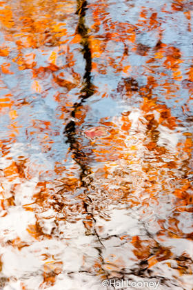 Interpretive, Leaf in Water Reflections, Maine