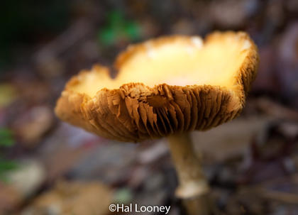 Macro, Mushroom Glow, UP Michigan