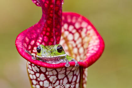 Barking Tree Frog in Pitcher Plant