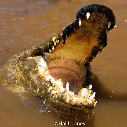 4J0D8502 Crocodile, Argentina