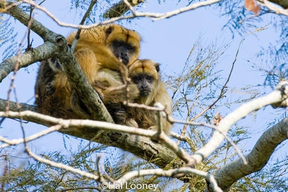 Howler Monkey and Young, Argentina