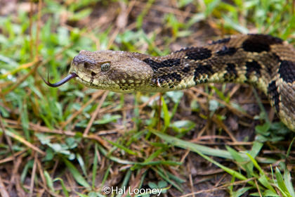 Rattlesnake, Virginia