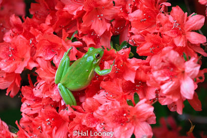 Tree Frog in Azalea