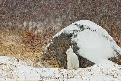Arctic Hare in Snowstorm_